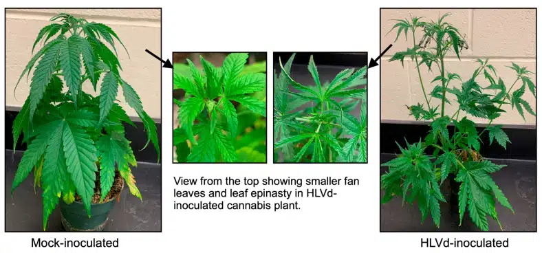 צמח נגוע בנגיף HpLVd (מימין) לעומת צמח שאינו נגוע